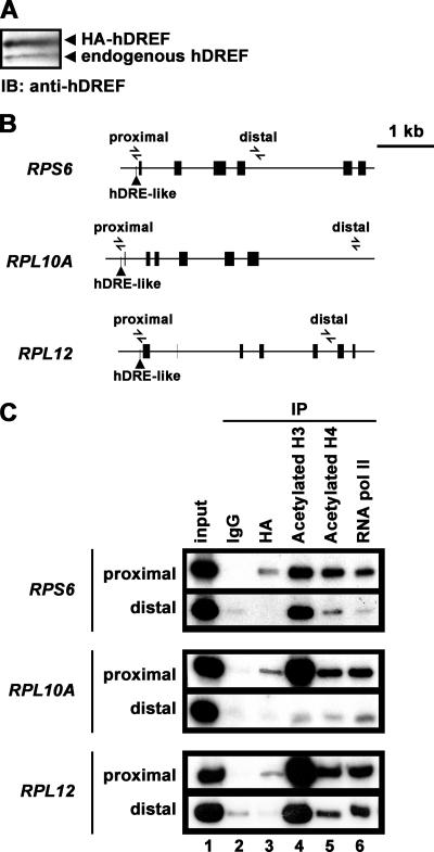 FIG. 5.