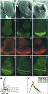Fig 1.