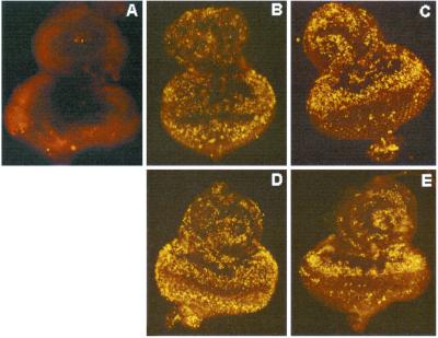 Fig 3.