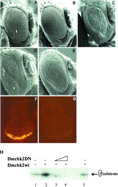 Fig 2.