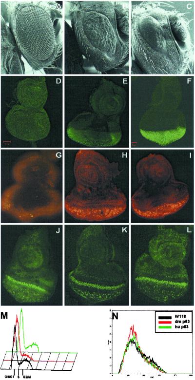 Fig 1.