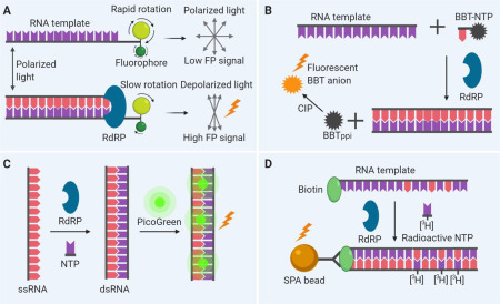 Rna-dependent Rna Polymerase As A Target For Covid-19 Drug Discovery - Pmc