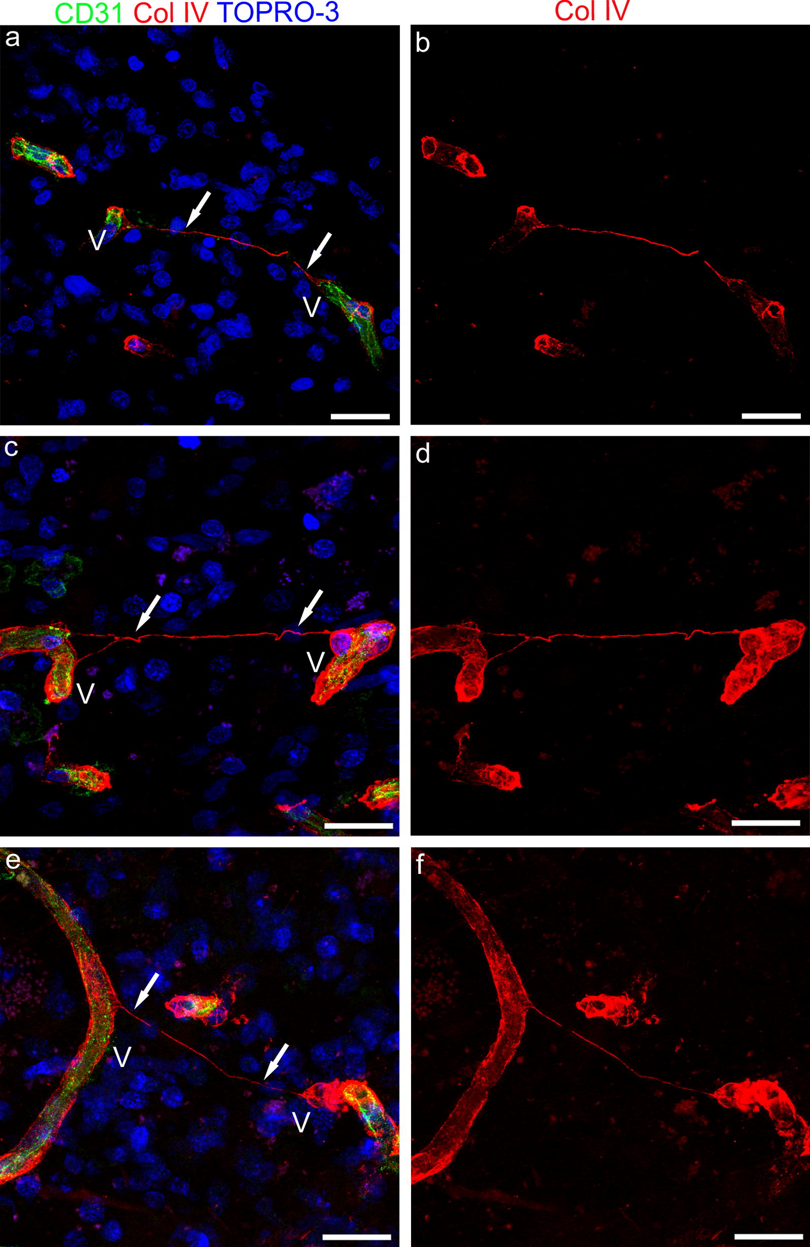 Fig. 7