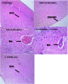 Fig. 10