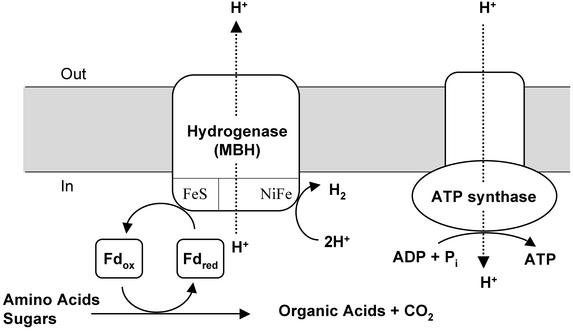 Fig. 1.