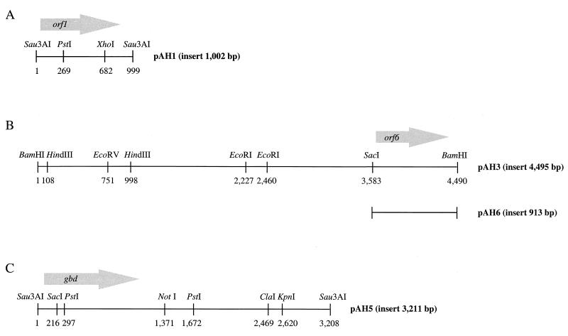 FIG. 1