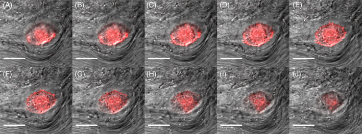 FIGURE 3