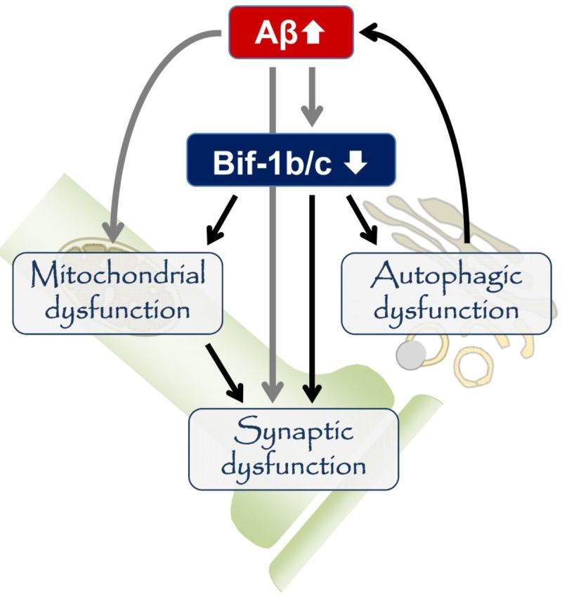 graphic file with name awv128fig1g.jpg