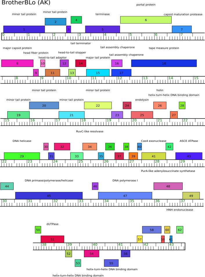 Colored blocks arranged on a linear scale, representing different proteins associated with DNA processes such as helicase, polymerase, and exonuclease. The blocks vary in length and position, showing their regions within the sequence.