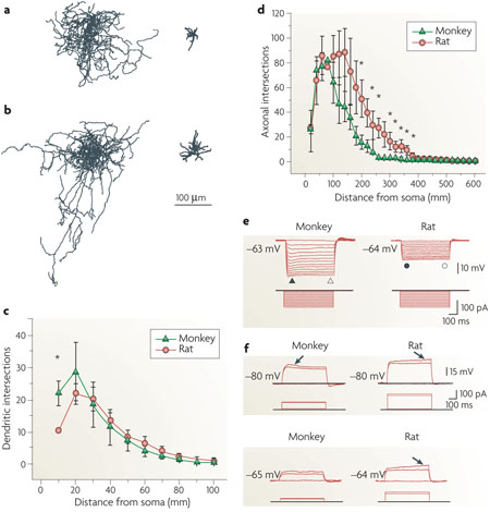 Box 4 Species differences: neurogliaform (NGF) cells in primates and rodents