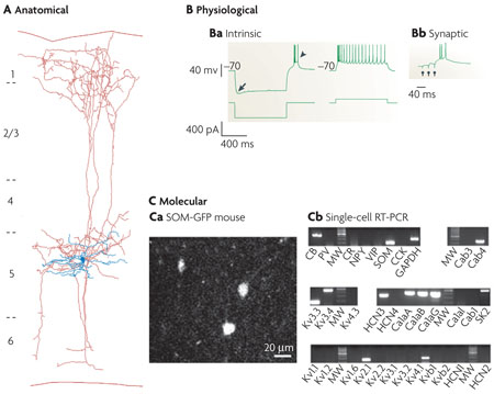 Box 3 | Petilla terminology in action: the Martinotti cell