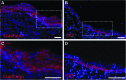 <b>FIG. 9.</b>