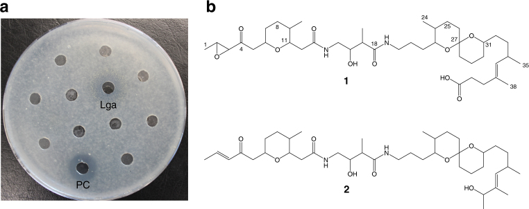 Fig. 2