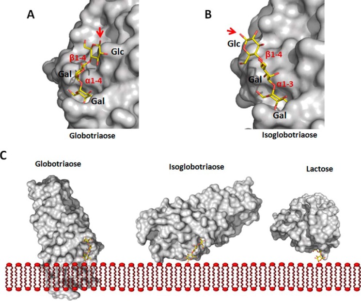 FIGURE 4.