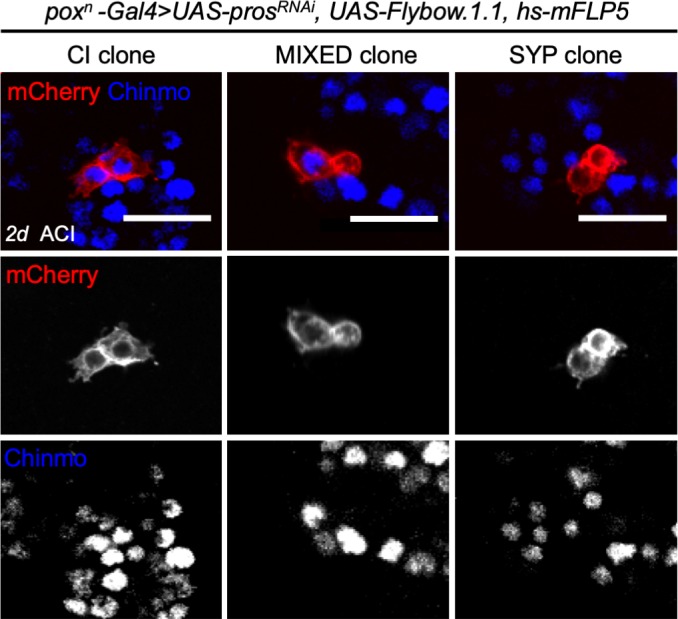 Figure 4—figure supplement 1.