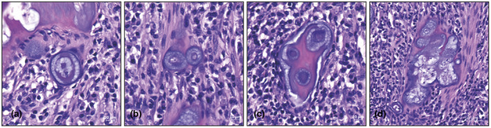 FIGURE 3