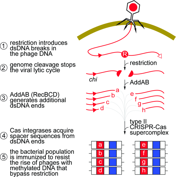 graphic file with name nihms-1779365-f0001.jpg