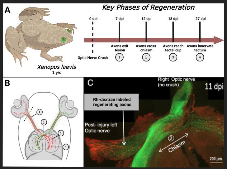 Fig 4: