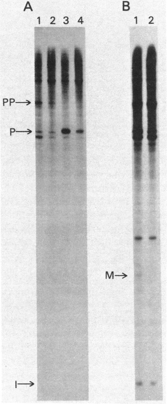 graphic file with name pnas00462-0009-a.jpg