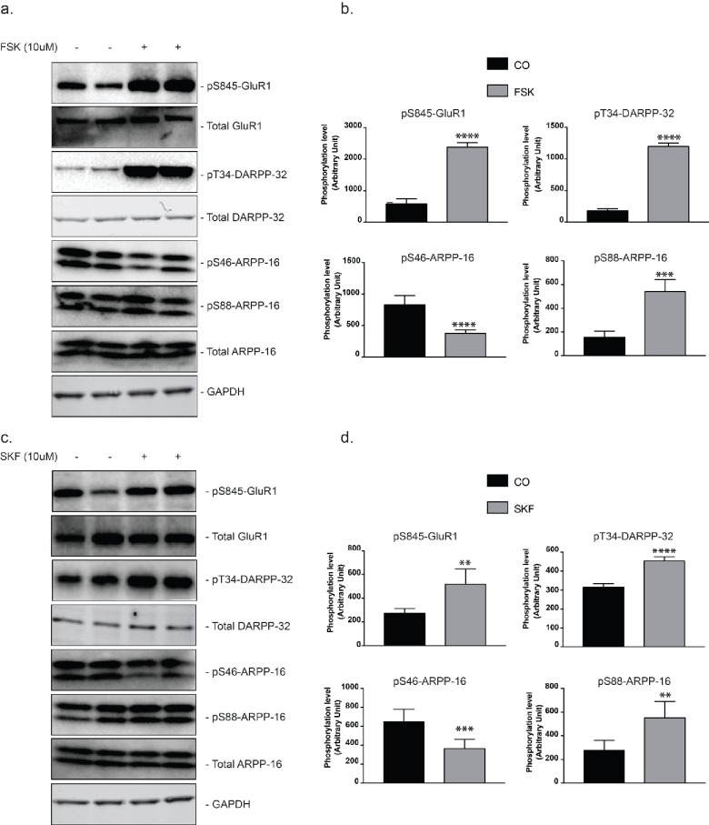 Figure 2—figure supplement 1.