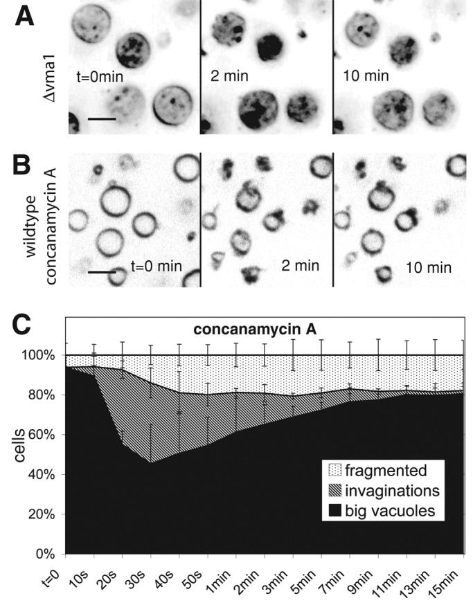 FIGURE 4: