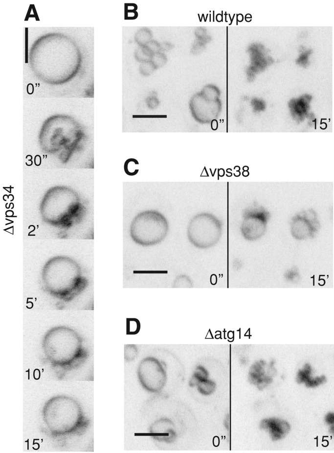 FIGURE 7: