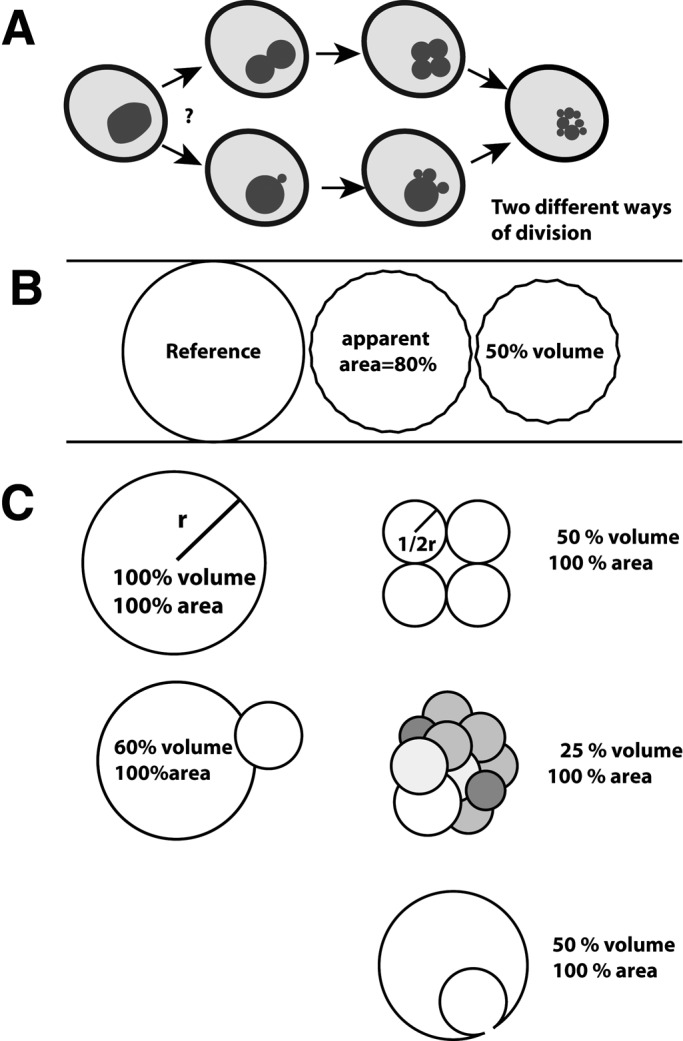 FIGURE 1: