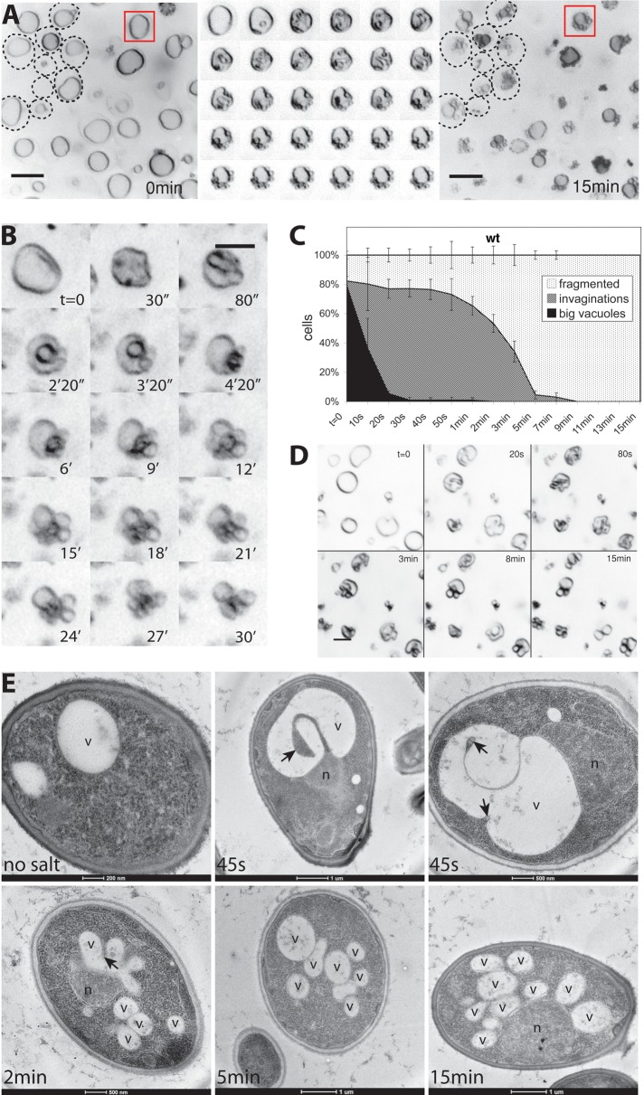 FIGURE 2: