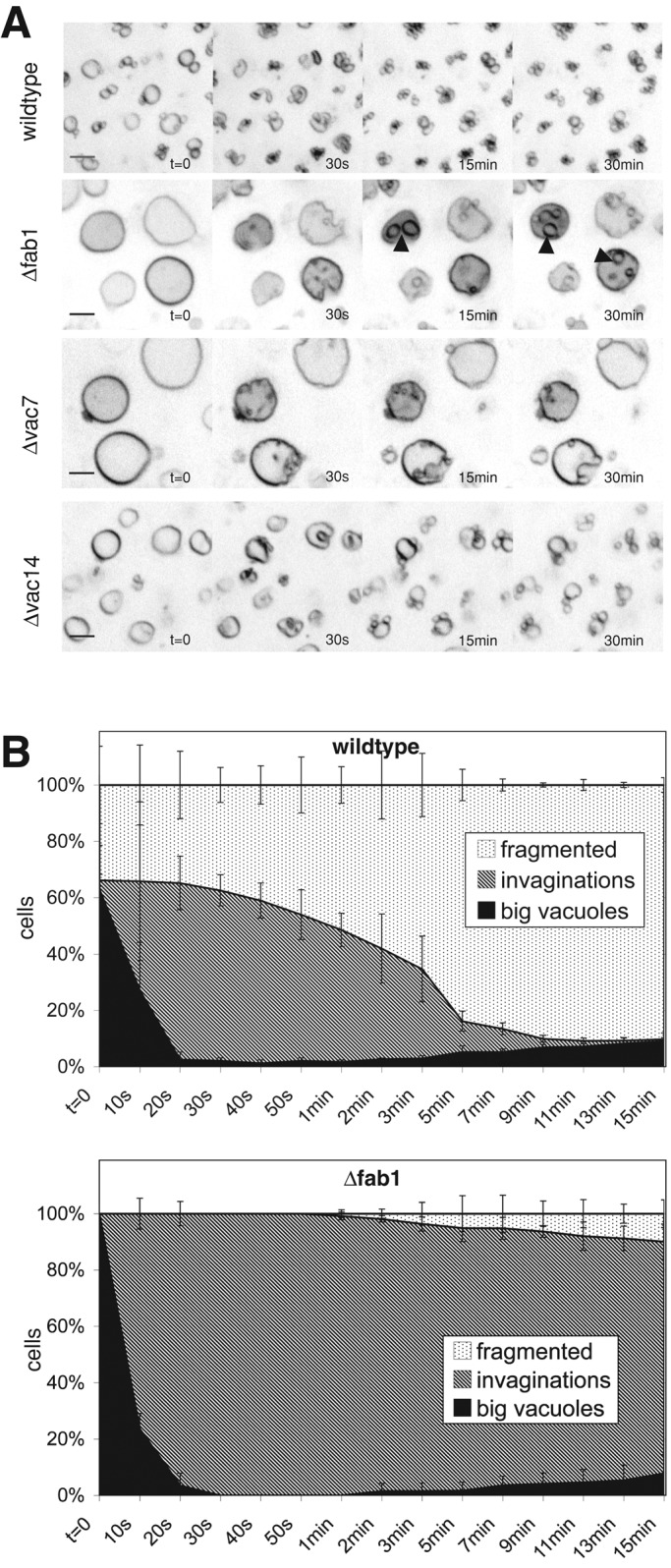 FIGURE 6: