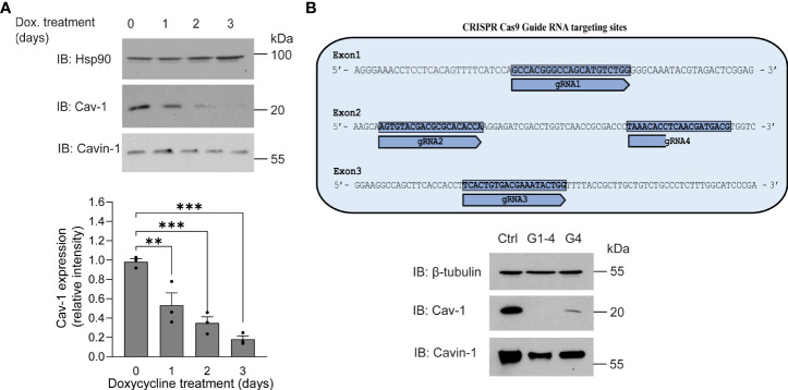 Figure 3