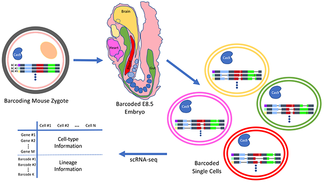 graphic file with name nihms-1574377-f0001.jpg