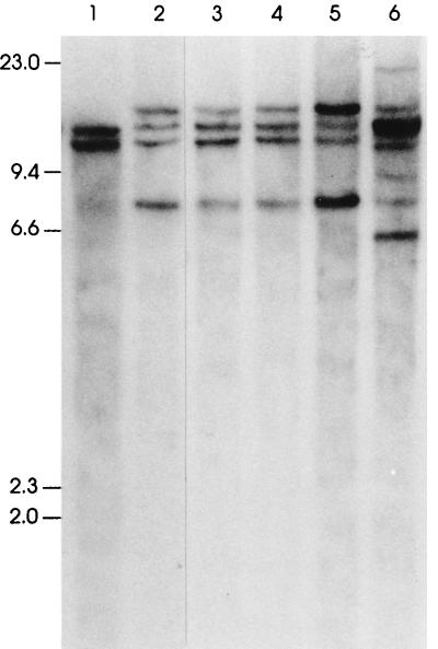 FIG. 6