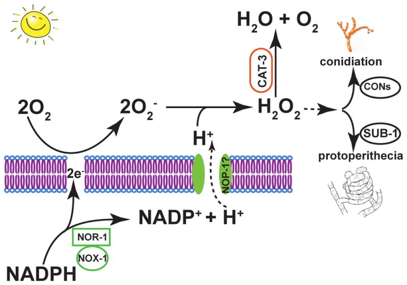 Figure 7