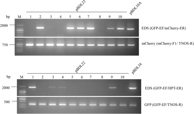 FIGURE 3