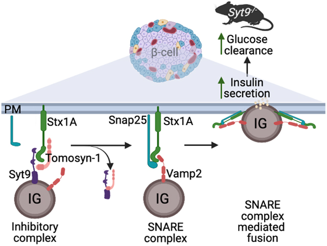graphic file with name nihms-1915413-f0001.jpg