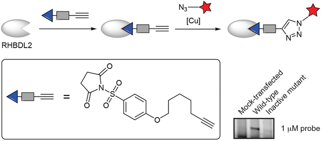 graphic file with name nihms-2088382-f0001.jpg