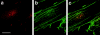 Figure  5
