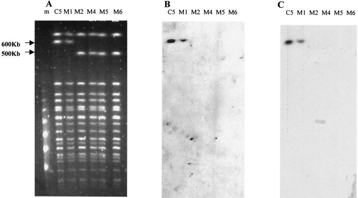 FIG. 1.