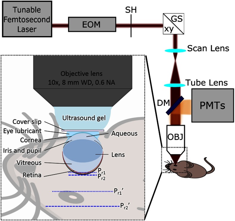 Fig. 1