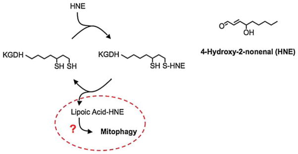 Scheme 4