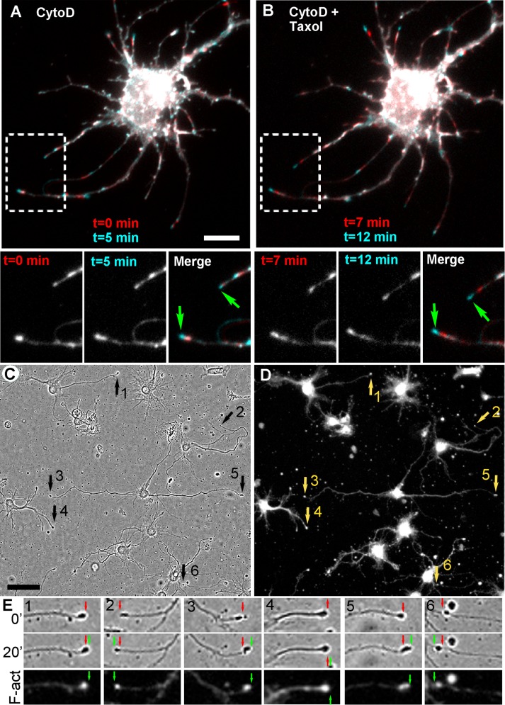 FIGURE 6: