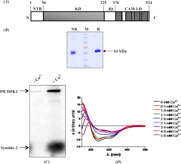 FIGURE 1.