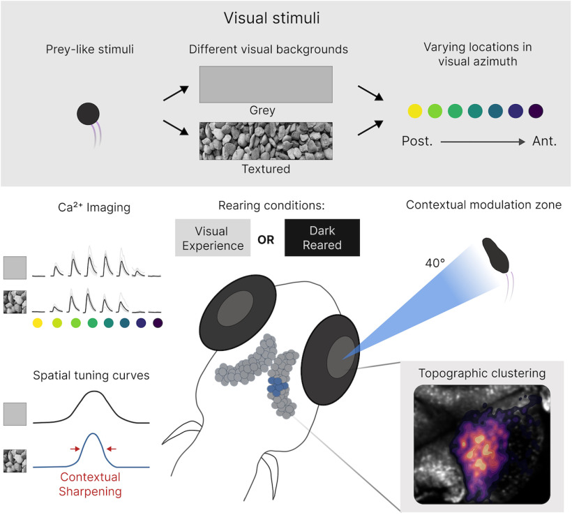 graphic file with name ENEURO.0223-22.2022_f005.jpg