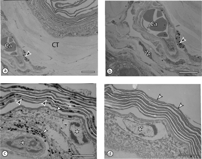 Fig. 5