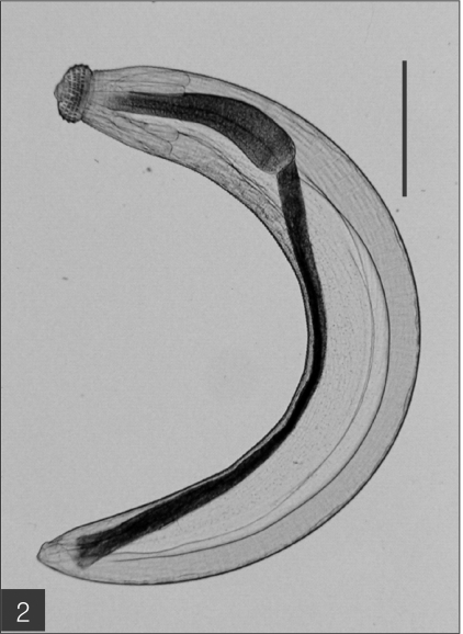 Fig. 2