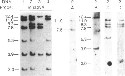 graphic file with name pnas00262-0219-a.jpg