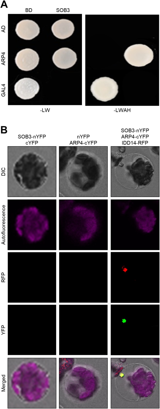 Fig 3