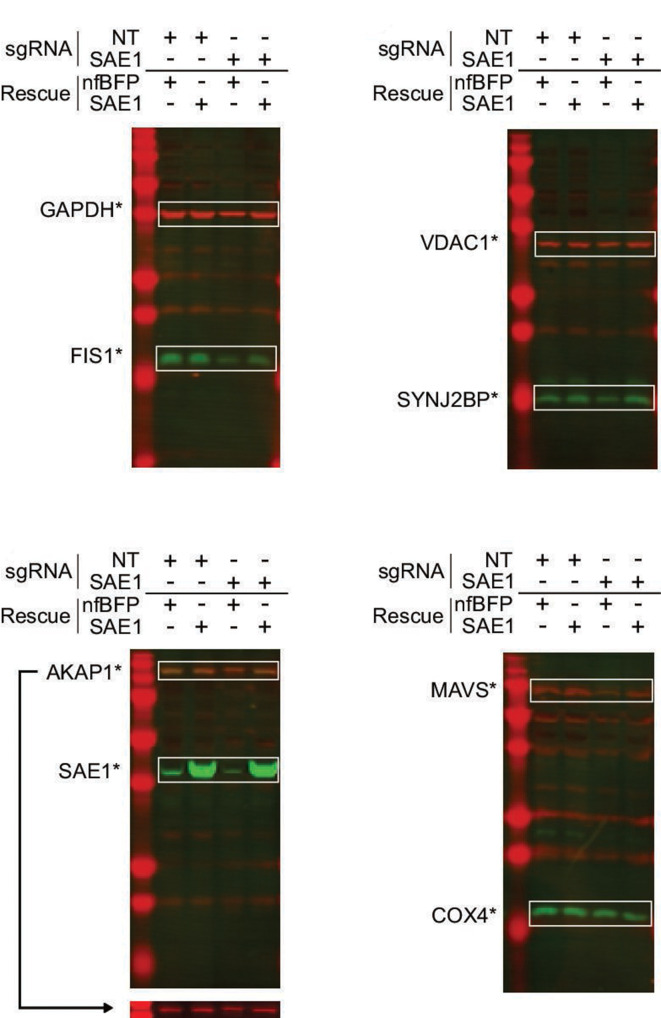 Figure 5—figure supplement 2.