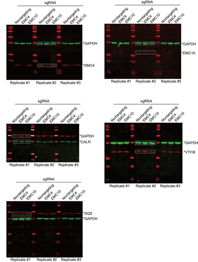 Figure 6—figure supplement 2.