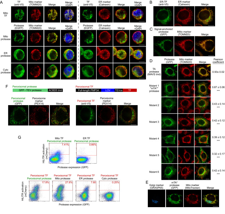 Figure 1—figure supplement 4.